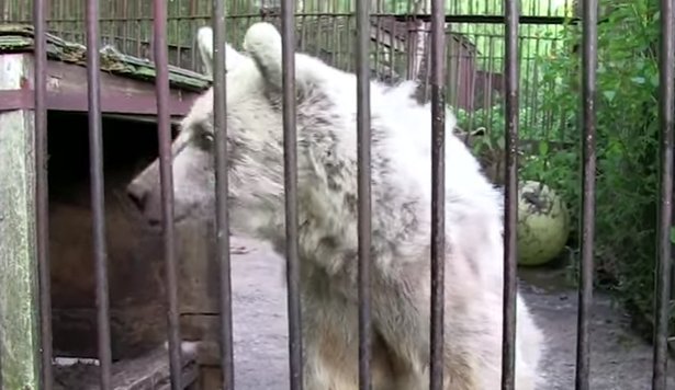 Imagen tomada de: Youtube/PETA (People for the Ethical Treatment of Animals) Imagen tomada de: Youtube/PETA (People for the Ethical Treatment of Animals)