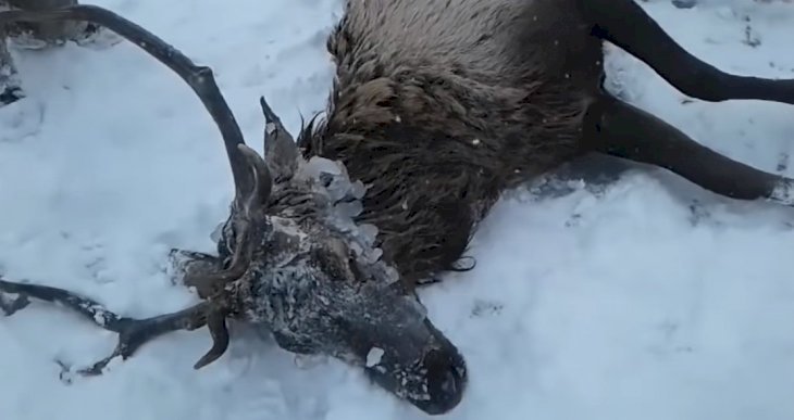 Source: YouTube/Newsflare Source: YouTube/Newsflare