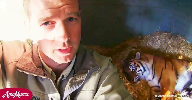 Tiger's maternal instinct defeated death when newborn cub battled to breathe