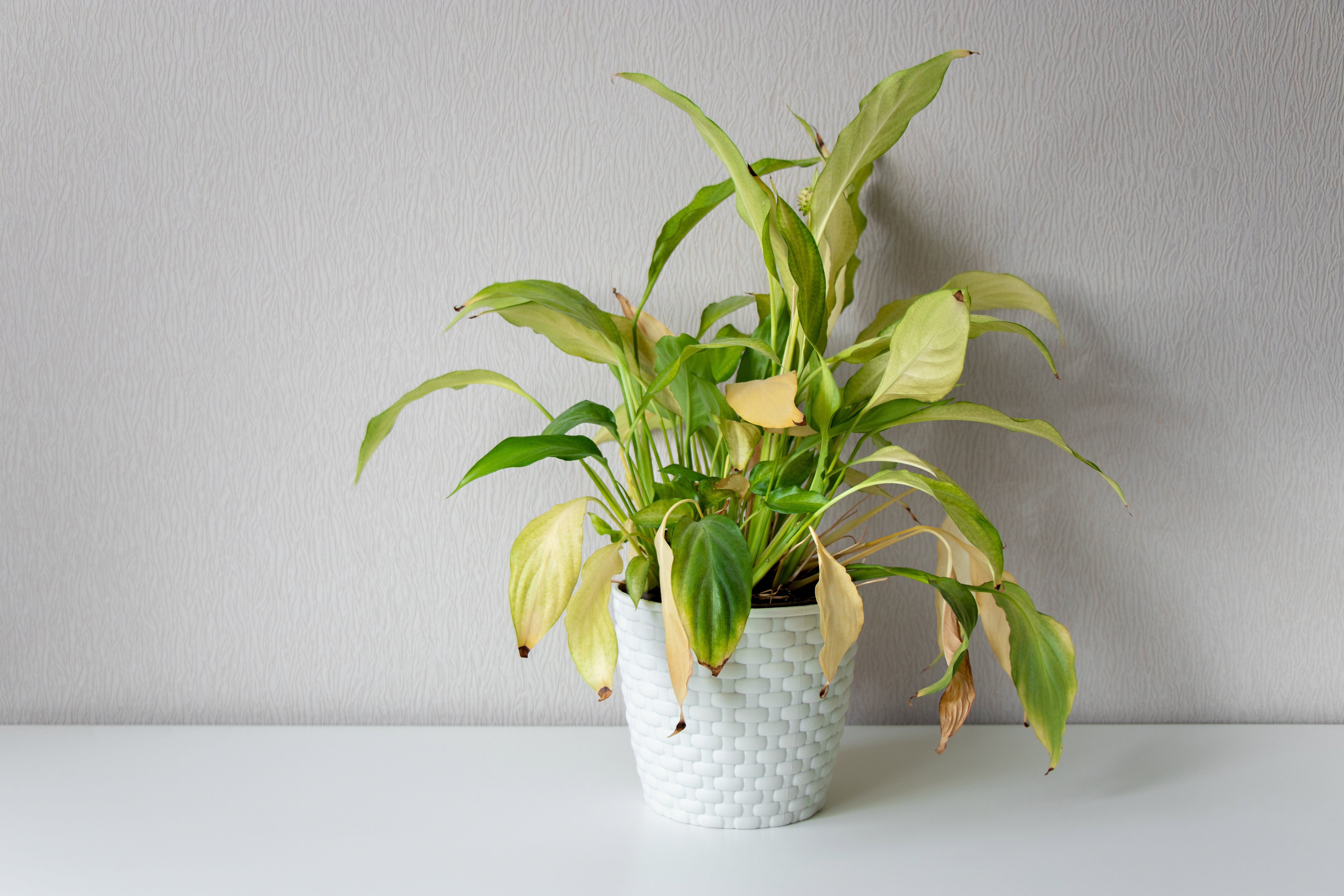 Yellowing plant | Shutterstock