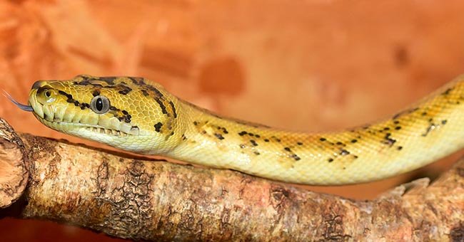 A snake slithers across a tree branch | Photo: Pixabay/sipa