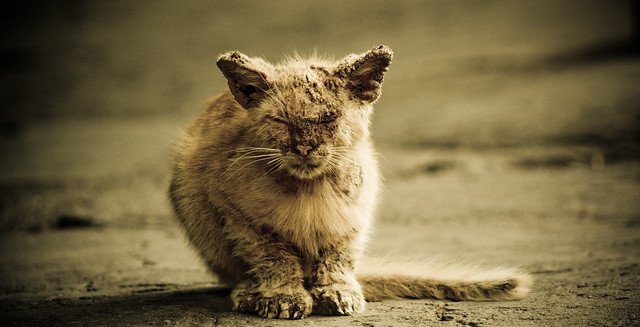 Gatito desamparado. | Foto: Flickr