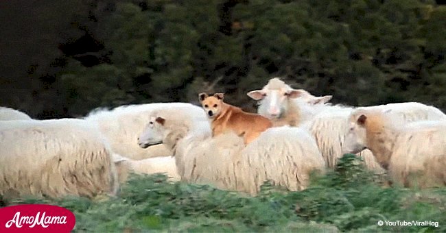 Silly little dog meant to be guarding sheep acts like a cowboy on a horse (video)