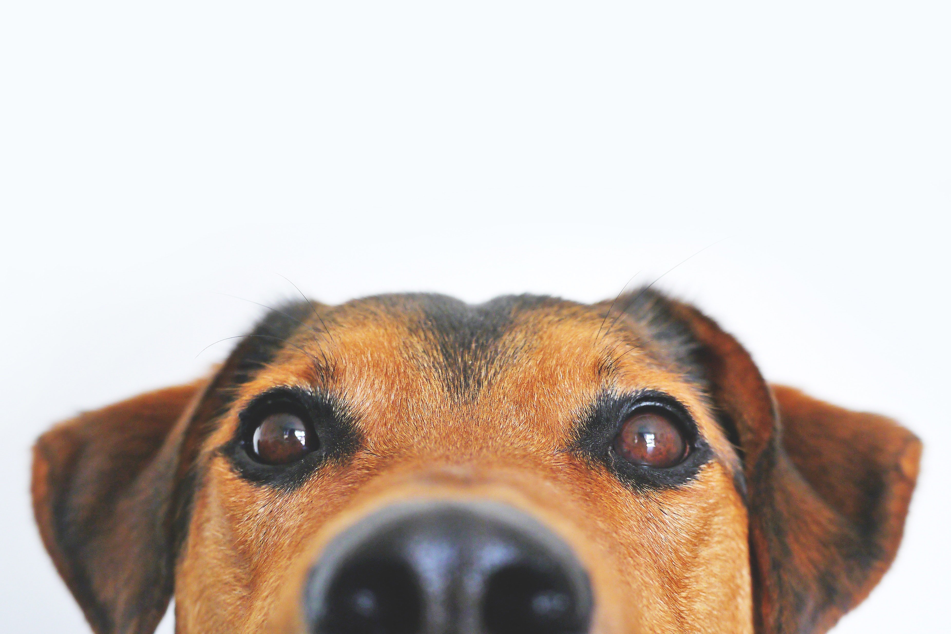 A peeking dog. | Source: Pexels