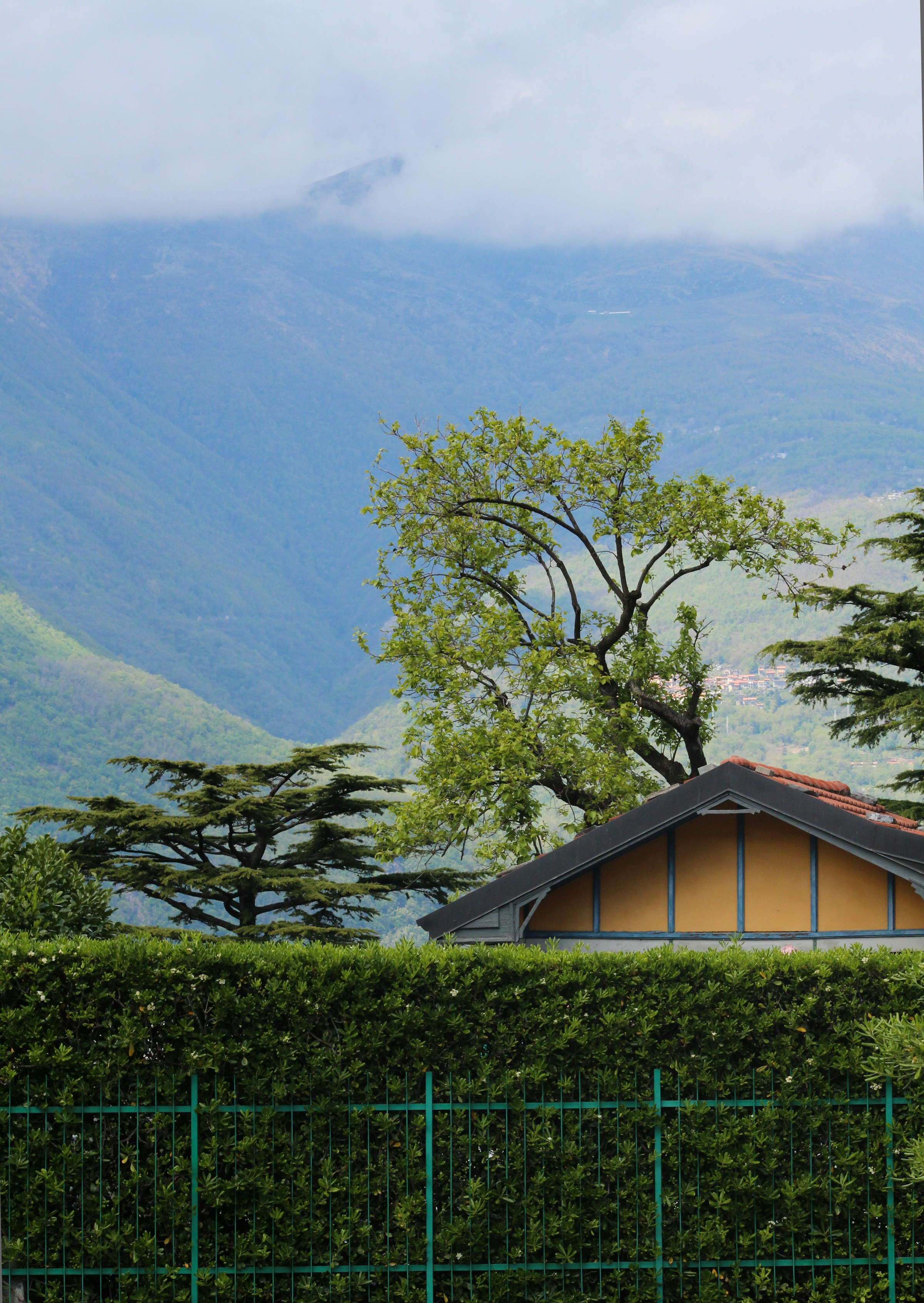 Close-up view of a hedgerow fence outside a house | Source: Unsplash