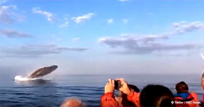 Three humpbacks stun whale watchers on a boat by jumping out of the water right next to them