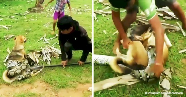 The incredible moment children fight off a huge snake trying to save their pet dog