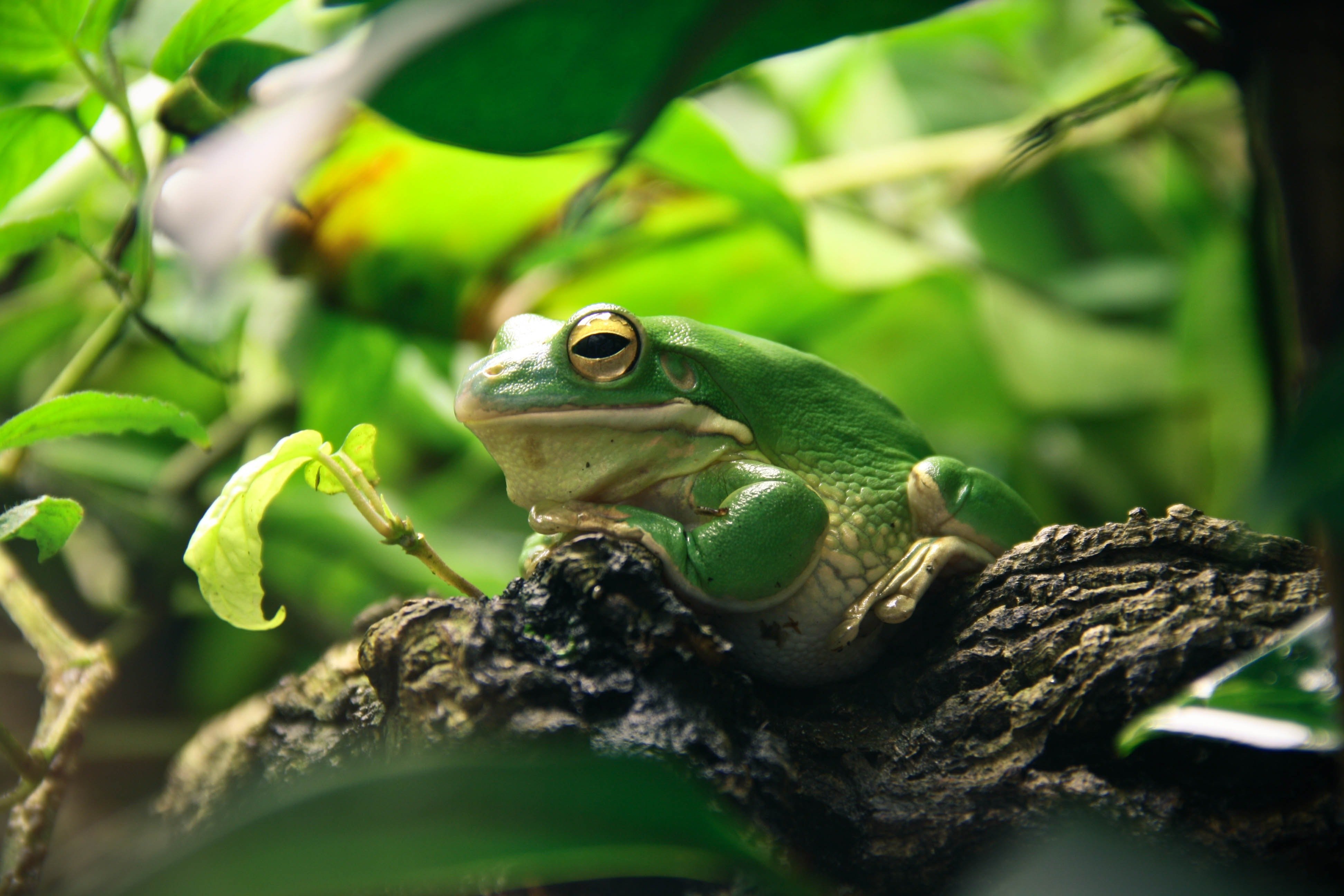 Pictured - A green and white frog resting on a brown tree branch | Source: Pexels 