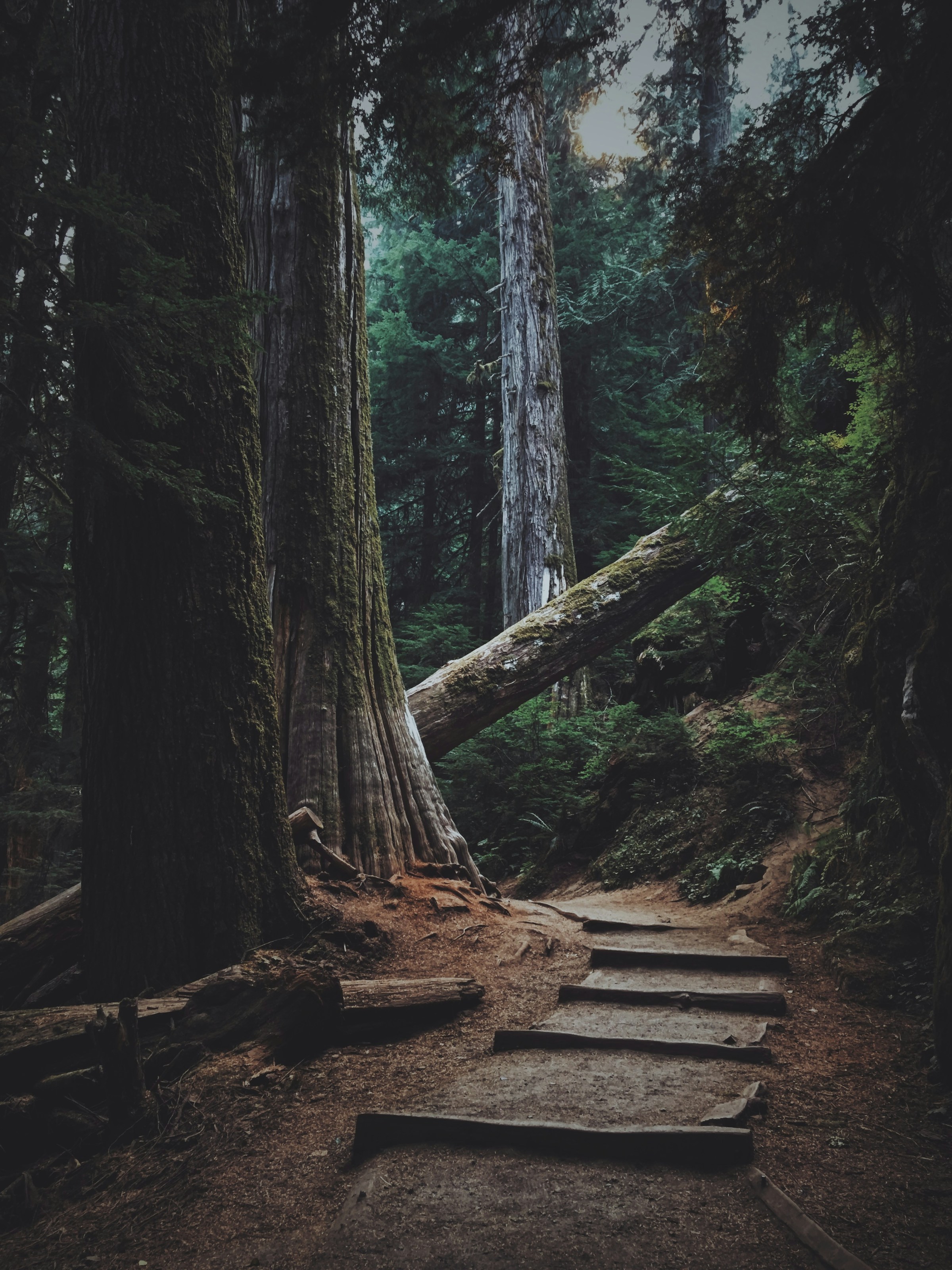 A dark forest trail | Source: Unsplash