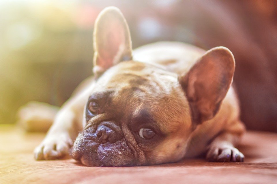 Bulldog looking sad | Photo: Pixabay