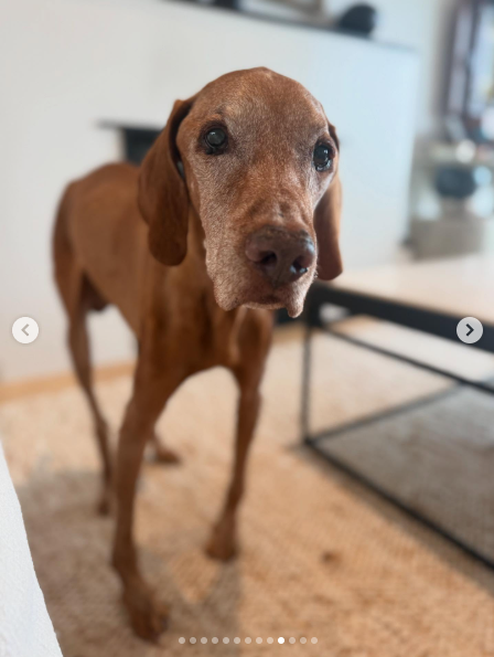 An up-close shot of a family dog, dated August 2025 | Source: Instagram/orlandobloom