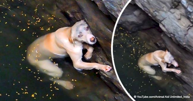 Drowning dog desperately clinging to life was rescued in the nick of time