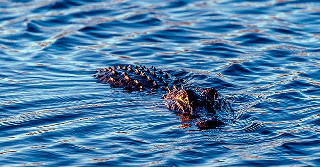 "Are there alligators in this water?" was the question on the tourist's mind | Photo: Shutterstock