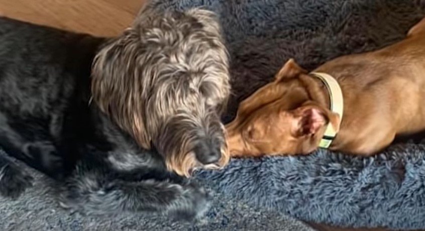 Die beide Hunde der Besitzerin nach der Rettungsaktion. I Quelle: youtube.com/WBIRChannel10