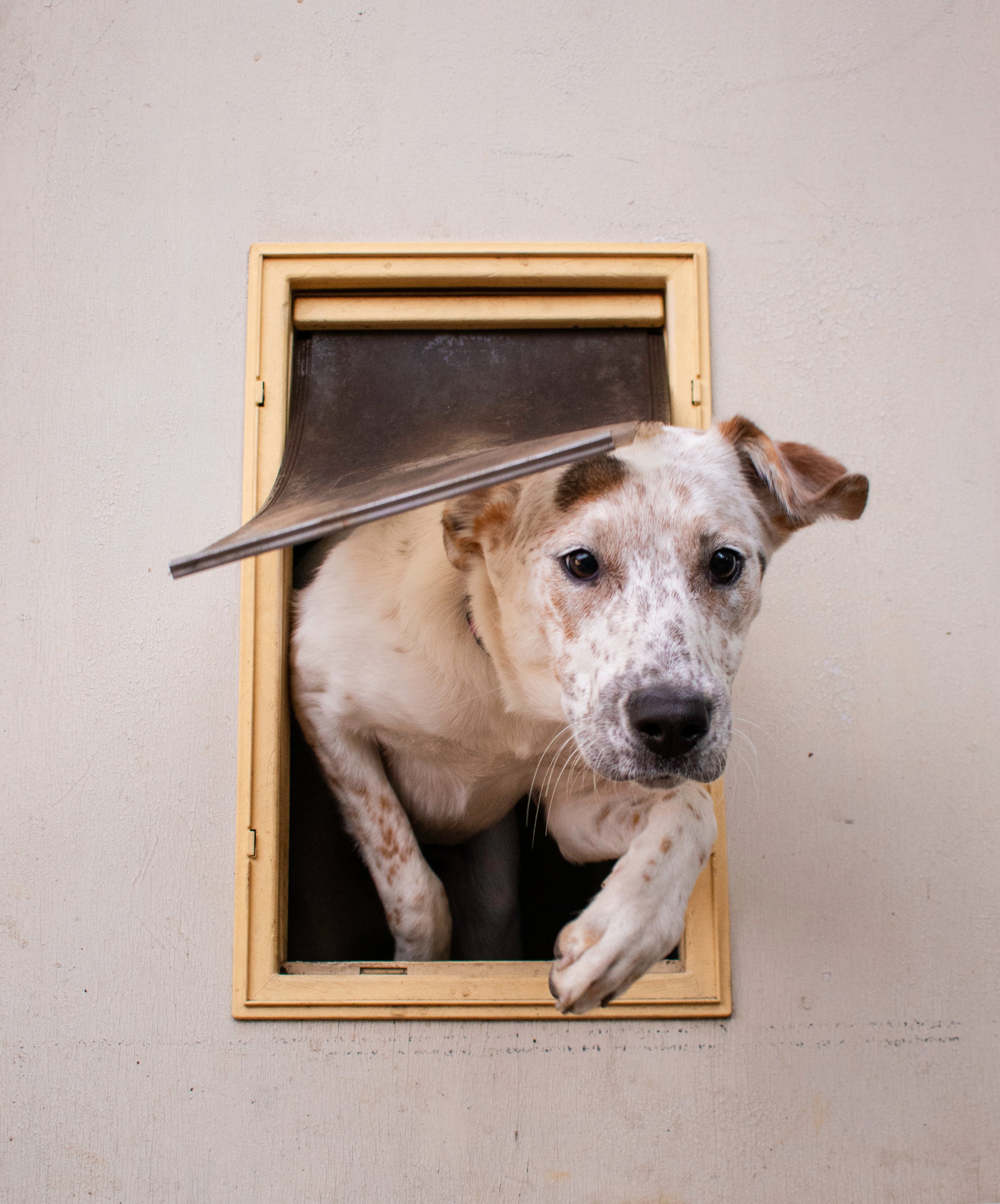 A small dog leaves the house via a doggy door | Photo: Shutterstock/Cole Giles