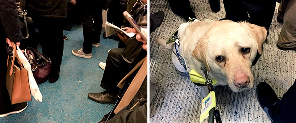 twitter.com/Kika_GuideDog