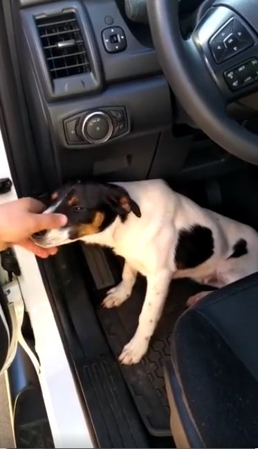 Hund im Polizeiauto | Quelle: Facebook/Polícia Militar Rodoviária de Santa Catarina