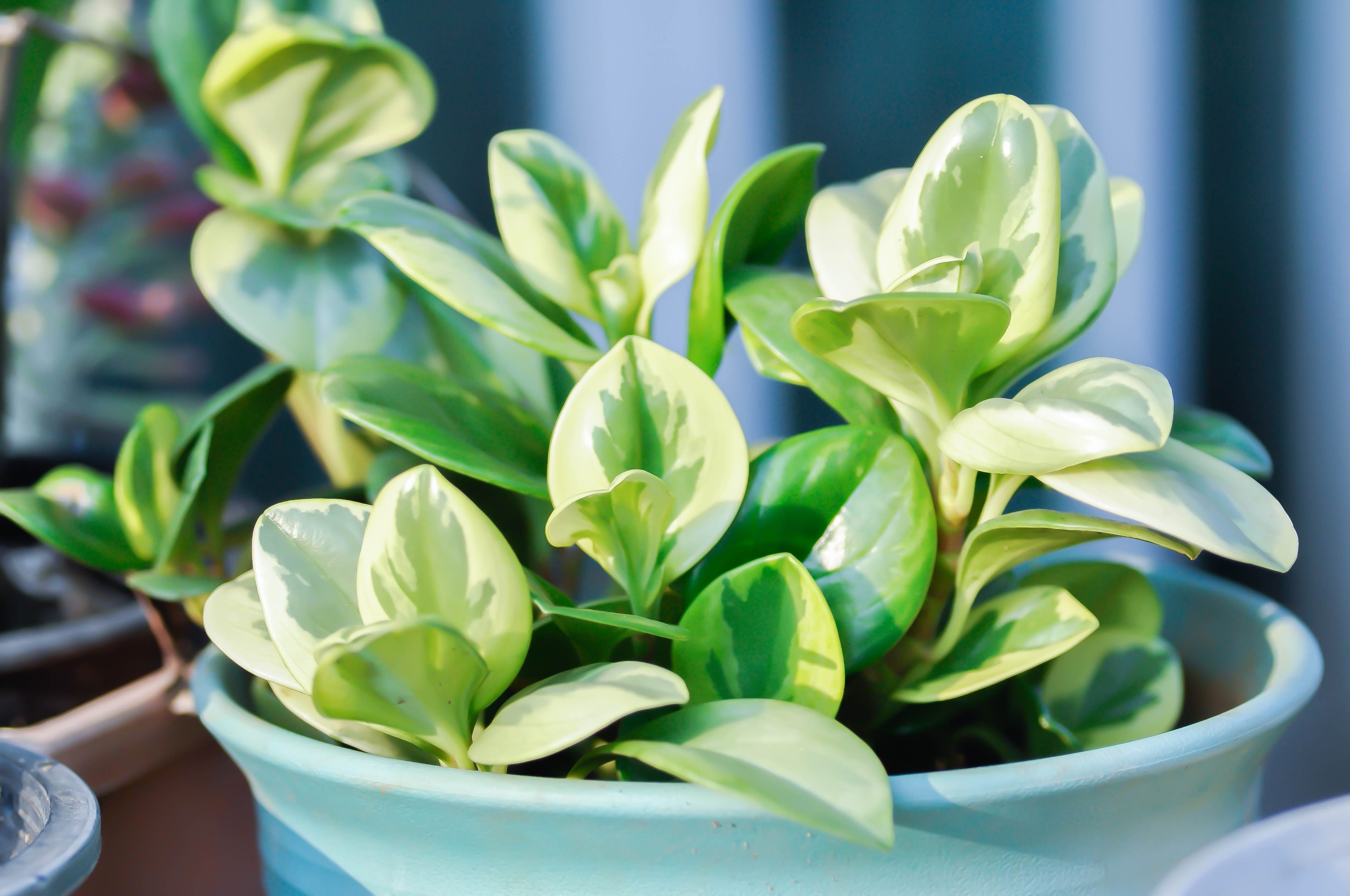 Baby Rubber Plant (Peperomia obtusifolia) | Source: Shutterstock