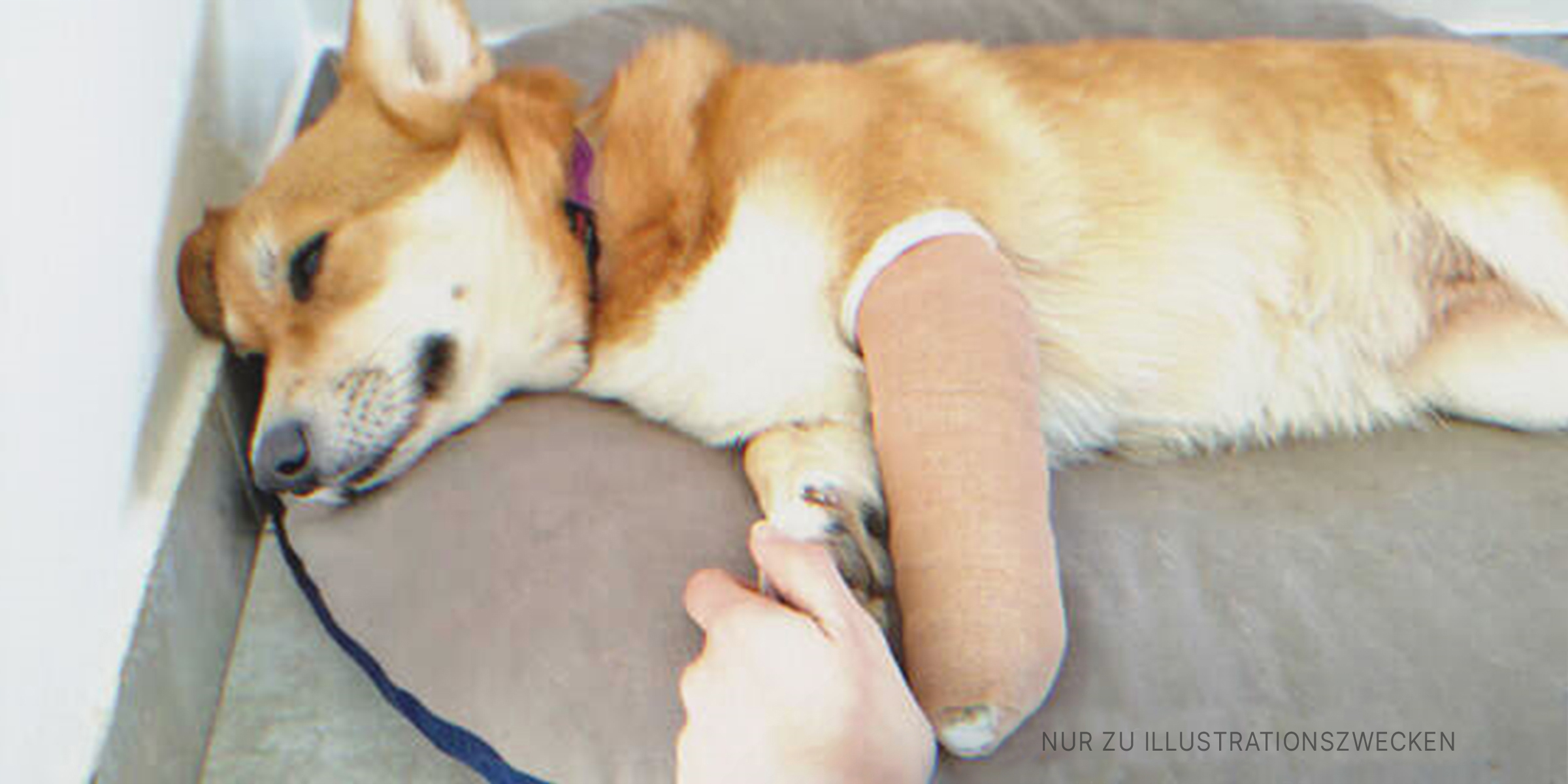Hund mit bandagierter Pfote auf einer Decke liegend | Quelle: Shutterstock