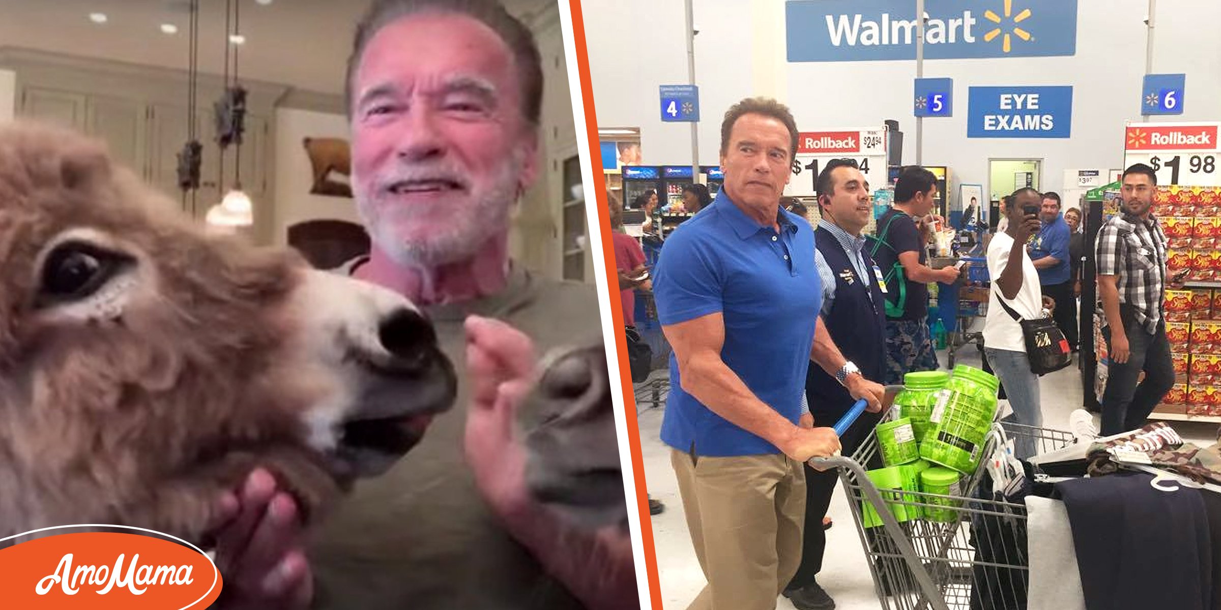 Arnold Schwarzenegger Shops at Walmart & Feeds His Animals at 6 Am