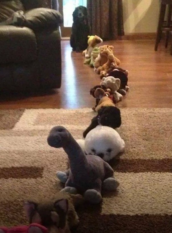 Chien / Source :Reddit/ Khaleesi_Vezhven Chien / Source :Reddit/ Khaleesi_Vezhven