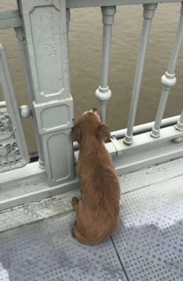Hund wartet auf Brücke | Quelle: Pear Video