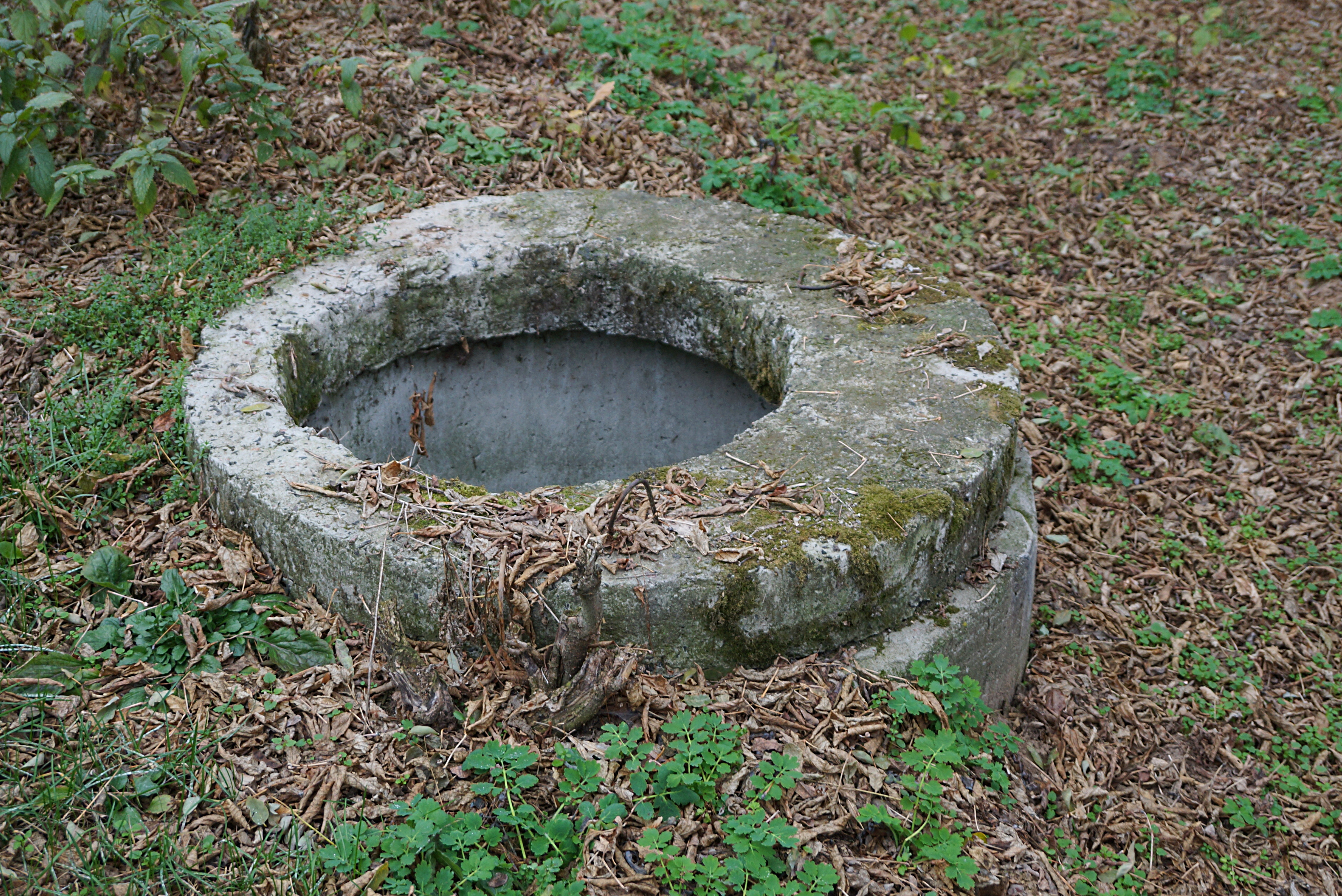 Abandoned well in forest | Source: Shutterstock.com