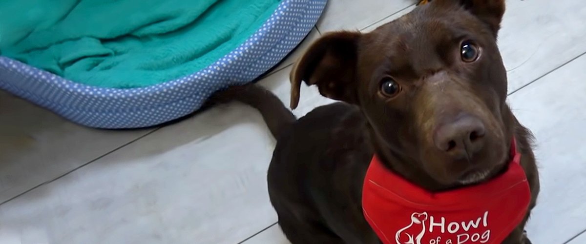 youtube.com/Howl Of A Dog