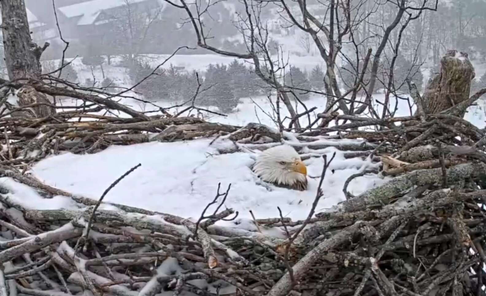 Screenshot des Videos von Bella, die ihre Eier schützt. | Quelle: Facebook/National Conservation Training Center