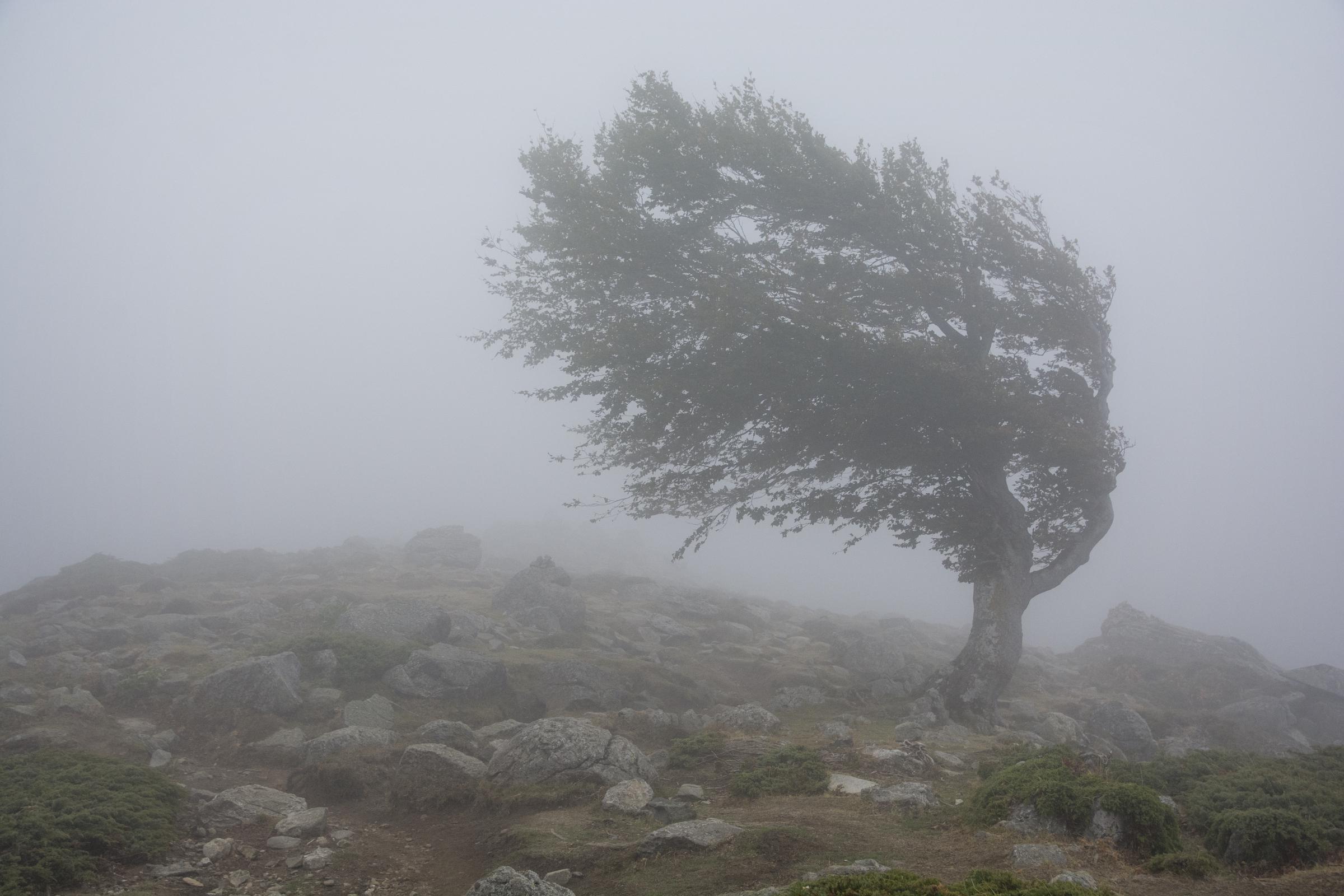 A single tree pictured struggling the strong wind on October 23, 2020 | Source: Getty Images