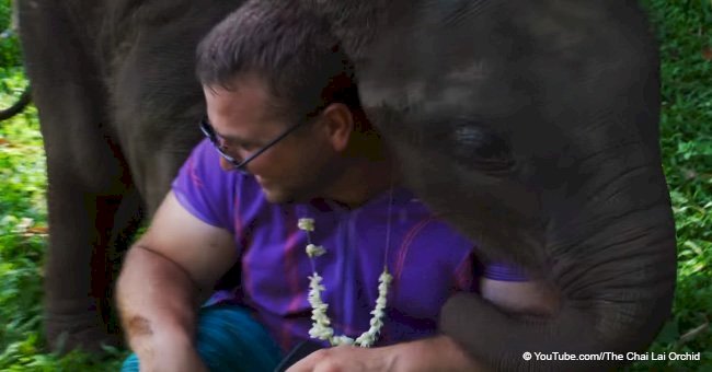 Heartwarming moment baby elephant can't stop embracing tourists