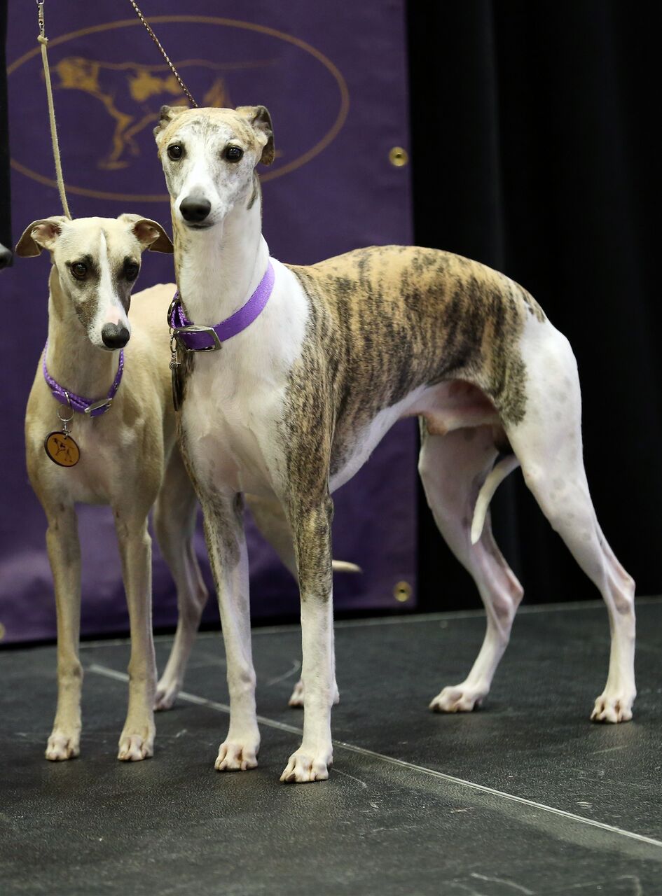 Whippets at Madison Square Garden. | Source: Getty Images