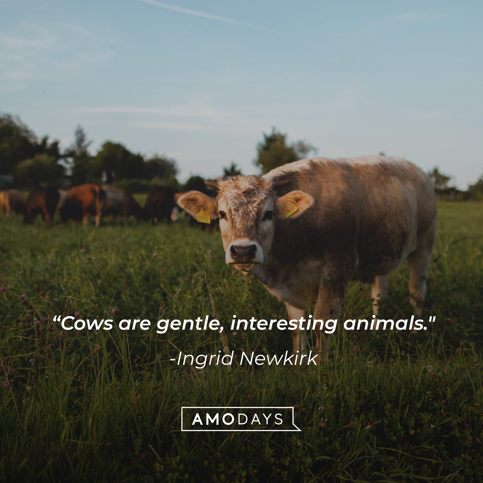 Ingrid Newkirk’s quote: "Cows are gentle, interesting animals." | Image: AmoDays