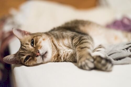 Imagen tomada de: Shutterstock Imagen tomada de: Shutterstock