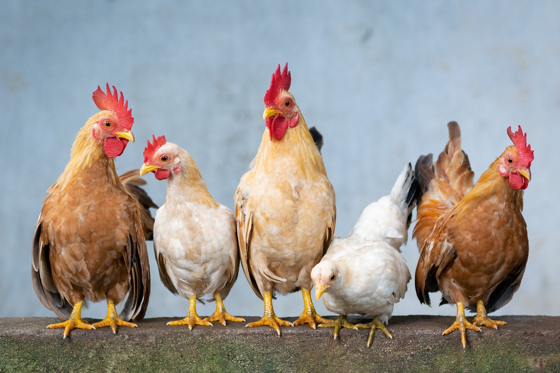 Five hens. | Photo: Pixabay/Xuân Tuấn Anh Đặng
