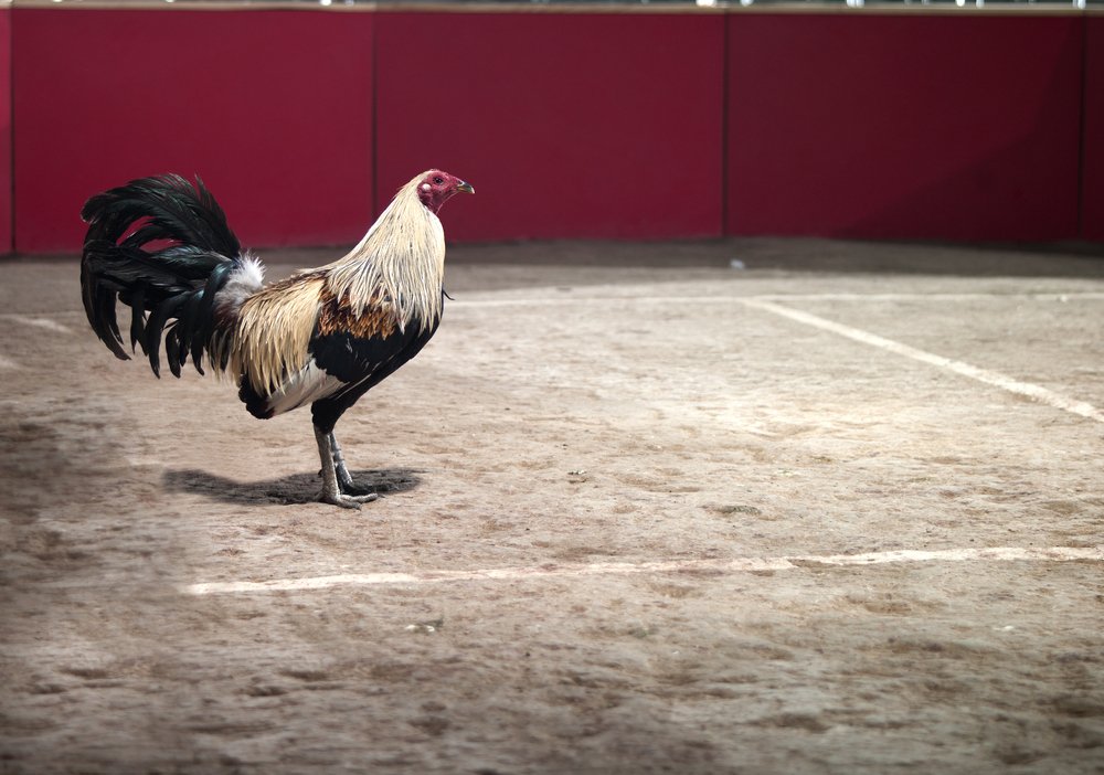 Un gallo. | Foto: Shutterstock
