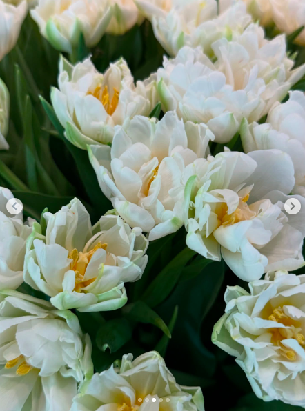White tulips in full bloom. | Source: Instagram/gisele