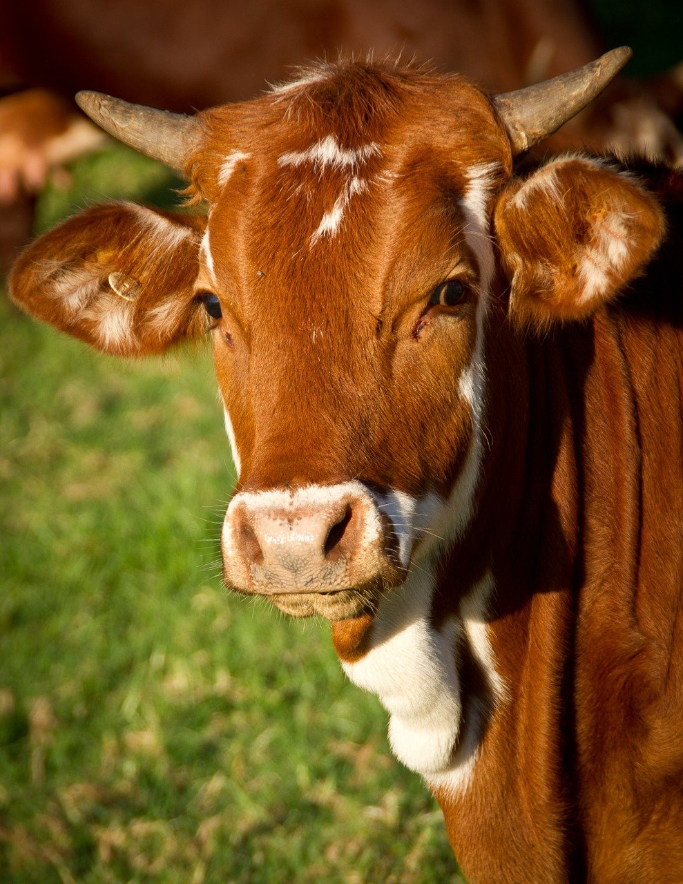 Cow in a farm | Photo: Pixabay