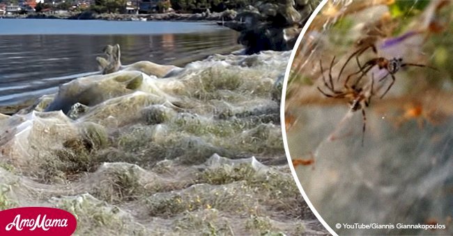 Small town slowly taken over by masses of spider webs