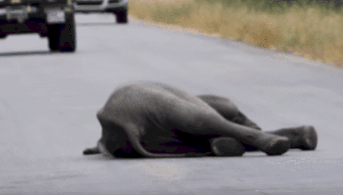 Source : YouTube/Kruger Sightings Source : YouTube/Kruger Sightings