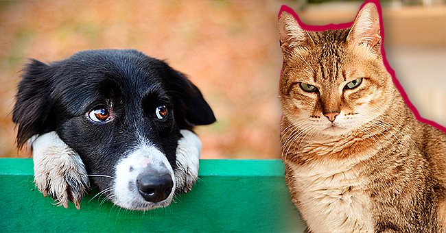 can cats and dogs talk to each other