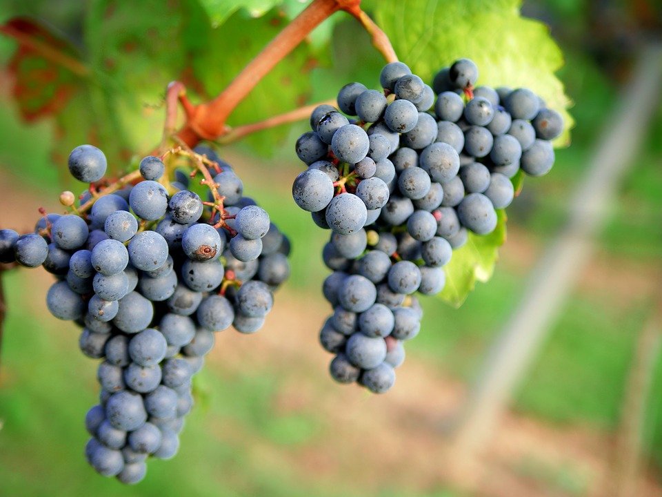 Uvas para vino| Foto: Pixabay