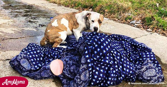 Sad dog abandoned in filthy neighborhood refuses to leave her blanket