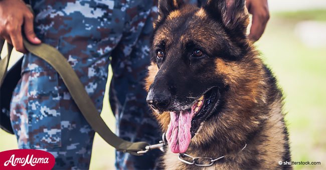 Outrage after Army puts down over 1,000 old military dogs