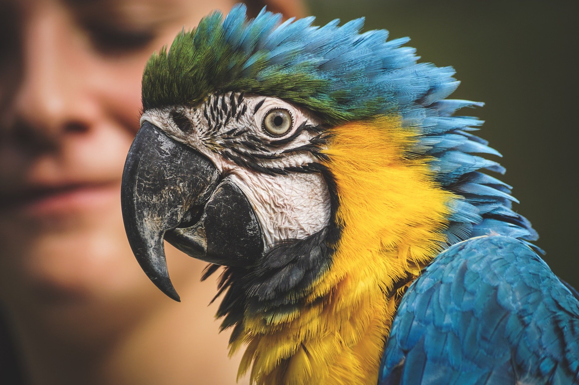 A facial close up of a macaw. | Photo: Pixabay.