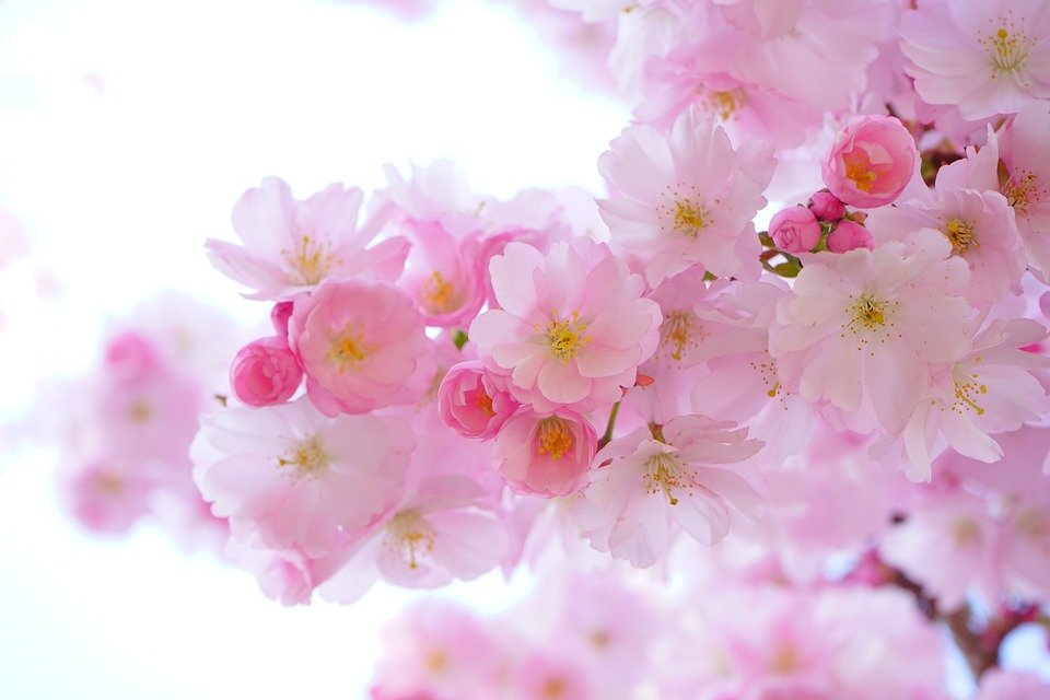 Fleure | Photo : Pixabay