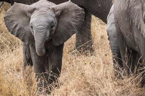 Young elephant/ Source: Pexels