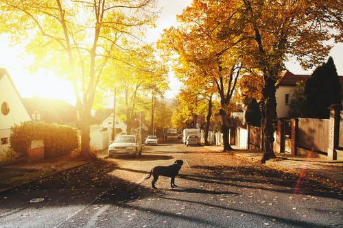 Image d'une ruelle dans un quartier | Photo : Pexels
