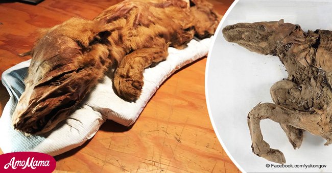 Incredibly rare mummified ice-age wolf pup and caribou deer found in the Yukon