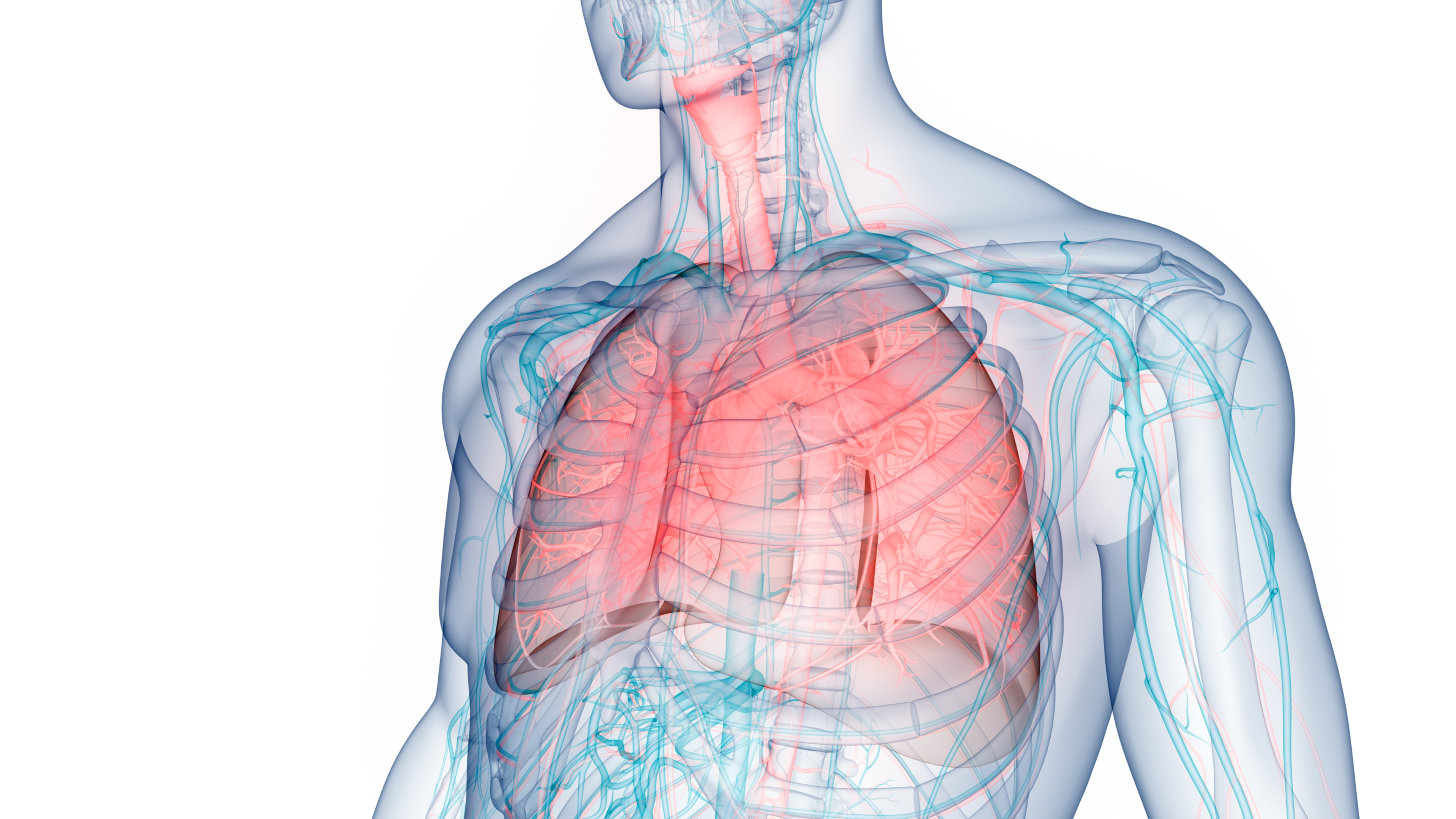 A 3D illustration of the human respiratory system and lungs | Source: Getty Images